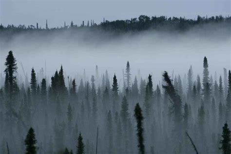 Canadas Eastern Boreal Forest Could Become A Climate Change Refuge