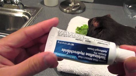How To Treat Ringworm In Guinea Pigs Youtube