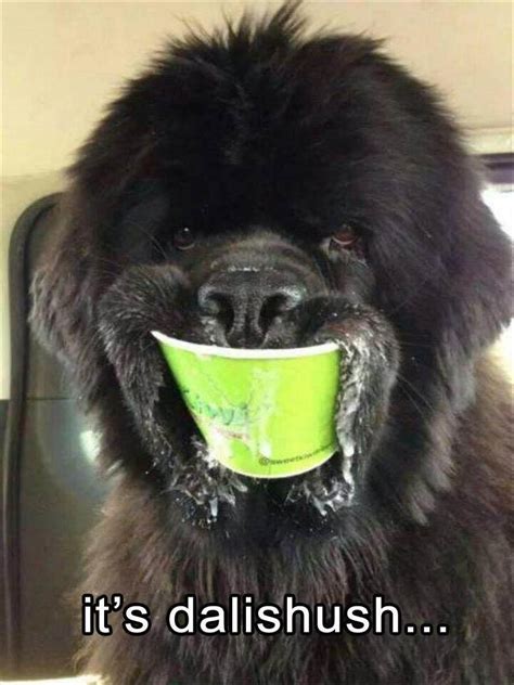 27 Funny Animal Memes And Pictures Of The Day Daily Lol Pics Funny