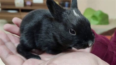 Black Baby Rabbits