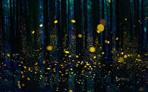 Fireflies Illuminate A Forest In Shikoku Japan © Hiroya Minakuchi
