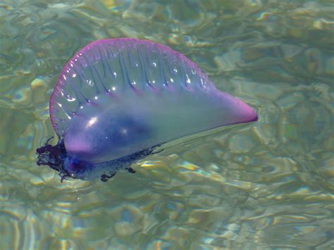 Deadly Jellyfish Haymaco Flickr