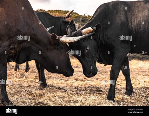 Closeup Of Two Bulls With Big Horns Fighting On A Field Of Dry Grass