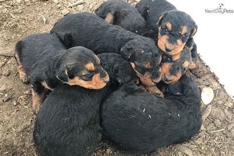 Airedale Pups : Airedale Terrier puppy for sale near ...