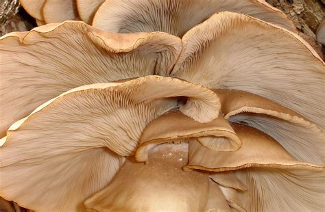 Oyster Mushroom Pleurotus Ostreatus And P Populinus Stuffed