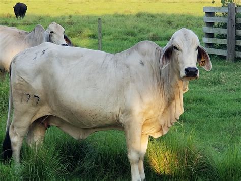 For Sale 6 Brahman Cows Cattle Exchange