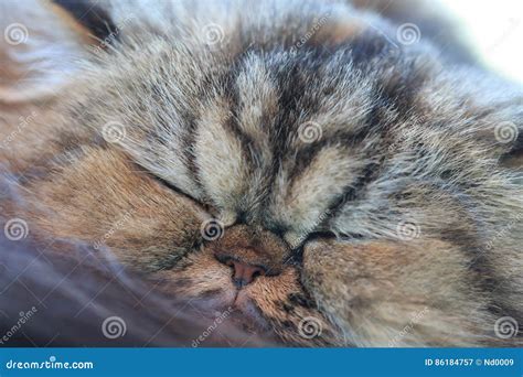 The Sleepy Yellow Persian Cat Stock Image Image Of Closeup Hair