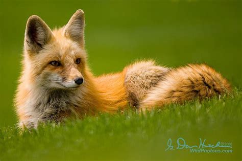 15 Beautiful Red Fox Photographs
