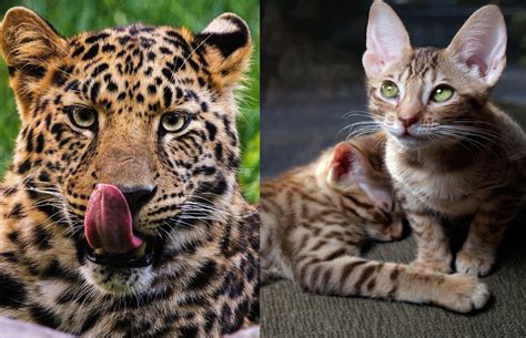 Ocelot Domestic Cat
