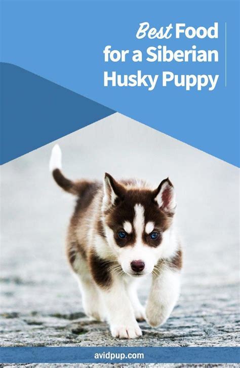 What is the diet of a husky? Best Food for a Siberian Husky Puppy #siberianhuskypuppy ...