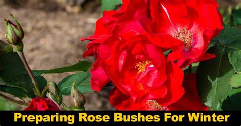 Preparing Roses For Winter How To Prepare Roses For Winter Guide