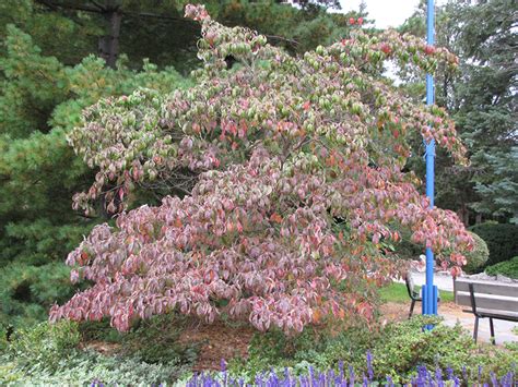 Although this tree grows to a reasonable height and it rarely exceeds 30 feet tall, it is rather weak and it does the black walnut is yet another tree that you should never plant in your backyard. Chinese Dogwood (Cornus kousa) in Boston Hopkinton ...