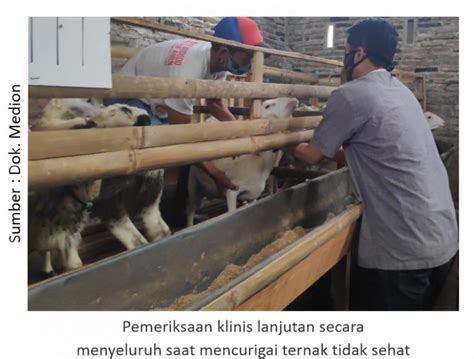 Manajemen Kesehatan Ternak Kambing Dan Domba Medion Riset