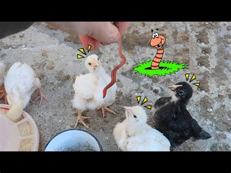 Baby Chicks Eating WORMS Can Baby Chicks Eat Worms YouTube