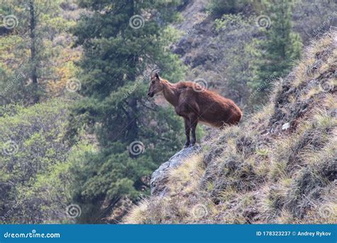 Siberian Ibex Standing On A Mountainside Of Himalayas Stock Image