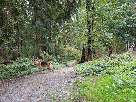 Westhill Park (off-leash dog park with trails), Port Moody, BC | The