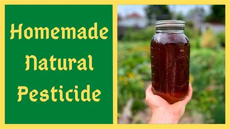 Homemade Natural Pesticide Jadam Herbal Solution Jhs Youtube
