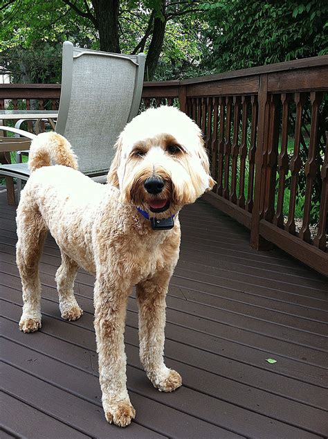 Labradoodle Haircuts For Summer