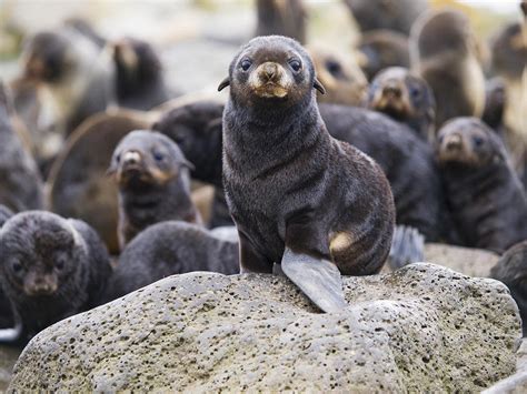 Portrait Of A Northern Fur Seal Pup Photograph By John Gibbens Fine