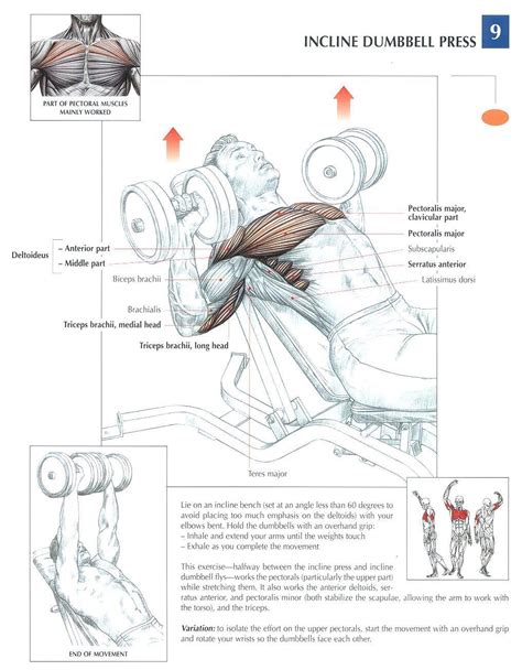Error preparing your photo for editing. Incline Dumbbell Press ♦ #health #fitness #exercises #diagrams #body #muscles #gym #bodybuilding ...