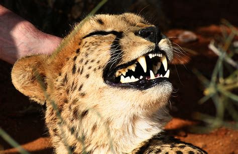 Smiling Cheetah Flickr Photo Sharing