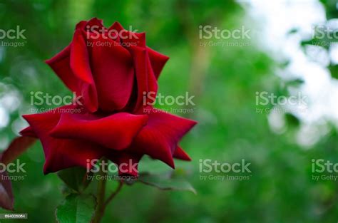 Red Rose Stock Photo Download Image Now Blossom Close Up Flower
