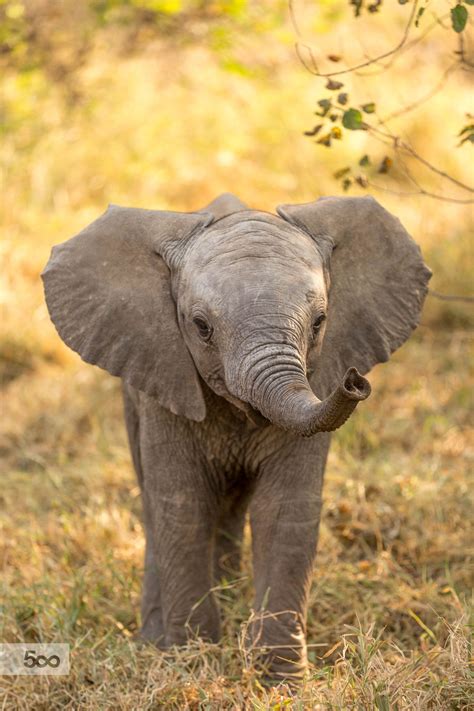 A young elephant, approachable and cute. Taken at Mashatu ...