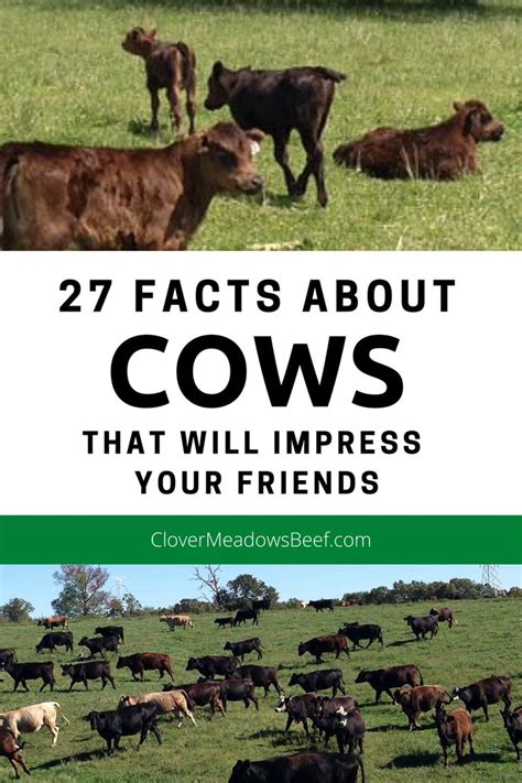 Cows In A Field With Text Overlay That Reads 27 Fact About Cows That Will Impress Your Friends