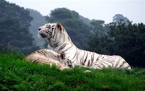 White Bengal Tiger Wallpaper 55 Images
