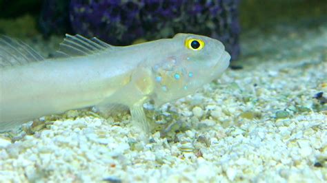 Sand Sifting Goby Passing Rocks Through Its Face Youtube