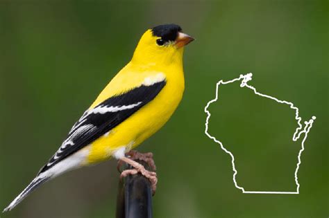 Birds Of Wisconsin The Complete Guide Photos For Fast And Accurate Id