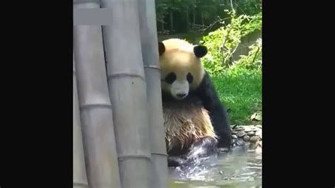 Cute Panda Videos Doing Funny Things Compilation Youtube