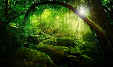543837 Nature Trees Forest Green Sun Rays Sunlight Branch Stones Moss
