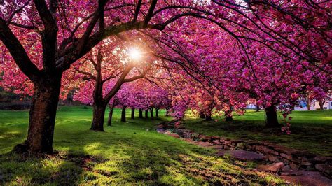 Pink Blossom Flowers Branches With Sunbeam Hd Spring Wallpapers Hd