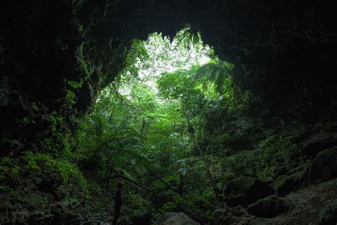 View Of Jungle From A Limestone Cave By Ippei Naoi