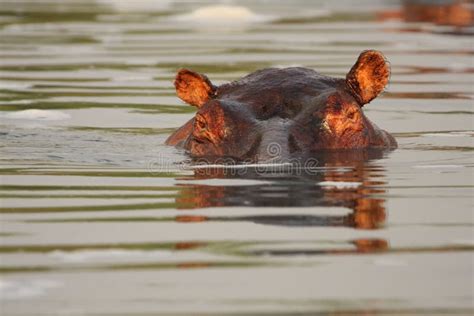 The Common Hippopotamus Hippopotamus Amphibius Or Hippo Lying In Water