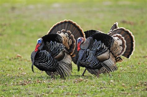 46 Wild Turkey Wallpaper Wallpapersafari