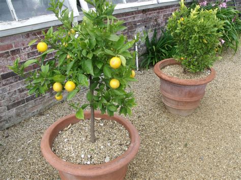 Simple Way To Grow Lemons In A Container Must Read