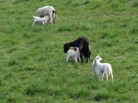 Lambs Sheep Mammals Free Photo On Pixabay