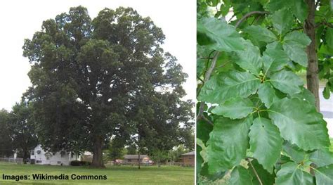 Types Of Florida Oak Trees With Their Bark And Leaves Identification