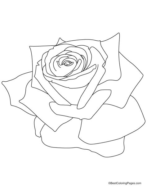 Rose Coloring Pages Coloring Home 759 Hot Sex Picture