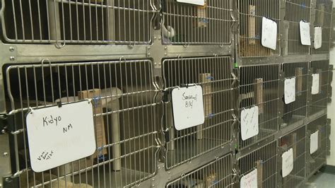 Consumed By Cats Local Animal Shelter Desperate For Donations