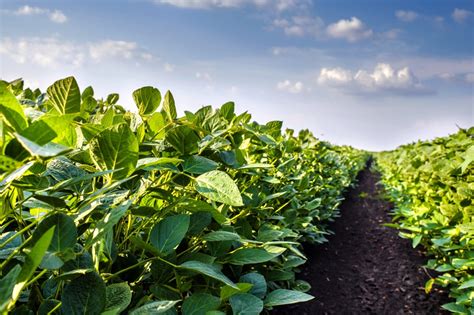 A Clean Field Sets The Stage For A Successful Soybean Crop