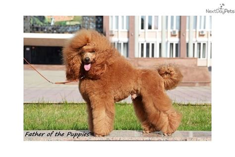 Check spelling or type a new query. Ariel: Poodle, Standard puppy for sale near Los Angeles ...