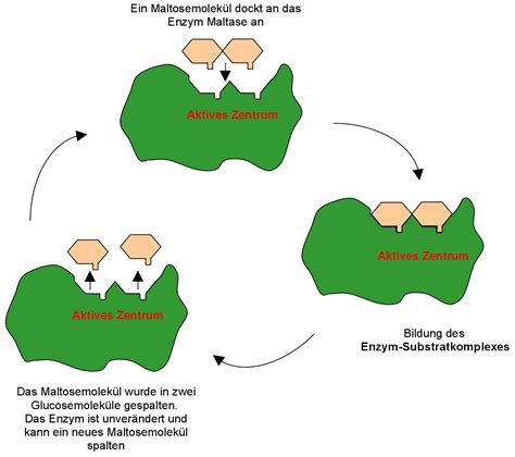 Maltase, enzyme that catalyzes the hydrolysis of the disaccharide maltose to the simple sugar glucose. Freies Lehrbuch Biologie: 08.13 Aminosäuren, Eiweiße ...
