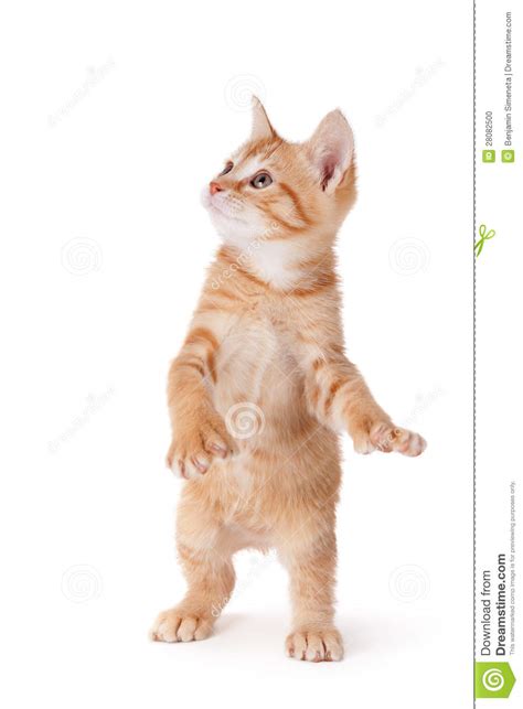 Cute Kitten Standing And Playing On White Stock Photo