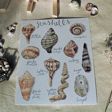 Seashell Reference Chart Vintage Watercolor Watercolor Sea Shells