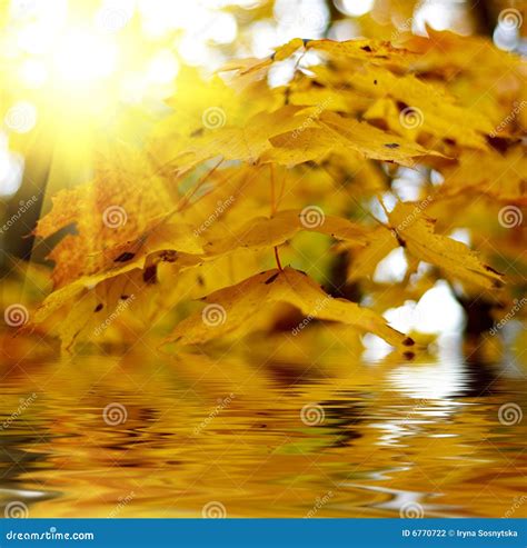 Yellow Autumn Leaves At Blue Pond Aoiike In Biei Town Stock Image