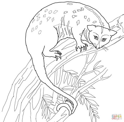 Possum Coloring Page Free Printable Coloring Pages