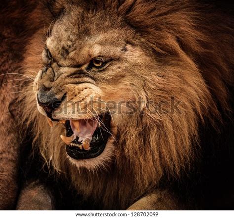 Closeup Shot Roaring Lion Stock Photo 128702099 Shutterstock